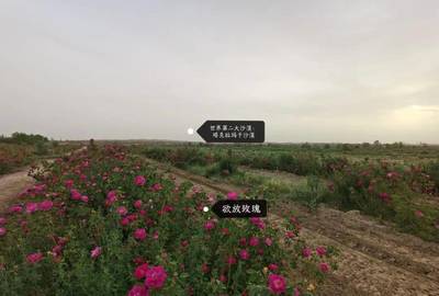 玫瑰香飄南疆路 唐人莊園以初級農產品收購助力偏遠農村創收新篇章